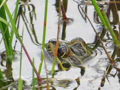 Leptodactylus luctator
