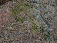 Polycauliona verruculifera