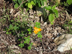 Cochlospermum wrightii