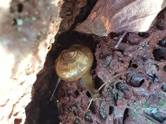 Macrochlamys kelantanensis