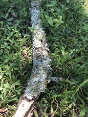 Parmotrema perforatum