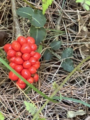 Arisaema triphyllum