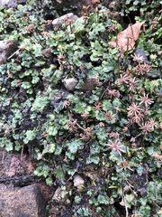 Marchantia polymorpha ruderalis