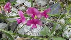 Lathyrus sylvestris