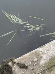 Sparganium emersum