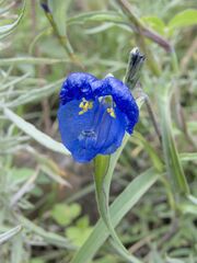 Commelina tuberosa