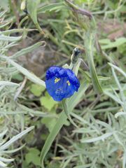 Commelina tuberosa