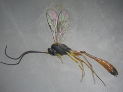 Charops bicolor