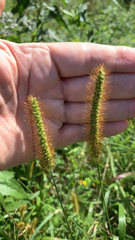 Setaria pumila