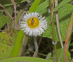 Ochrimnus lineoloides