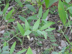 Polygonatum