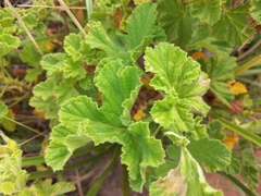 Pelargonium vitifolium