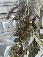 Potamogeton lucens