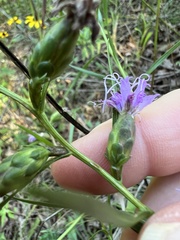 Liatris cylindracea