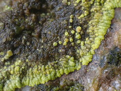 Polycauliona verruculifera