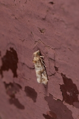 Lobesia botrana