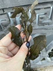 Potamogeton lucens