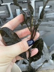 Potamogeton lucens