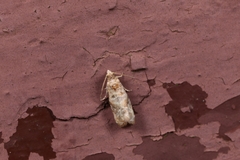 Lobesia botrana