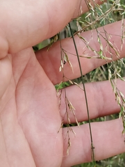 Eragrostis pectinacea