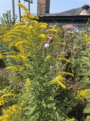 Solidago