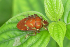 Tetrarthria variegata