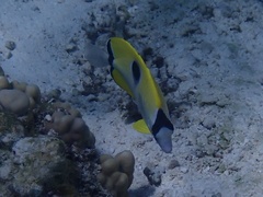 Chaetodon unimaculatus