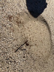 Pogonomyrmex maricopa