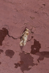 Lobesia botrana
