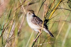 Cisticola