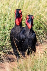 Bucorvus leadbeateri