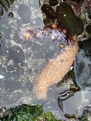 Apostichopus californicus