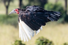 Bucorvus leadbeateri