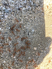 Pogonomyrmex maricopa
