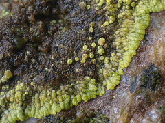 Polycauliona verruculifera