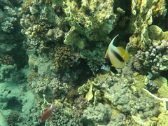 Heniochus intermedius