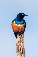 Lamprotornis superbus