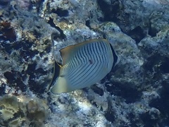 Chaetodon trifascialis