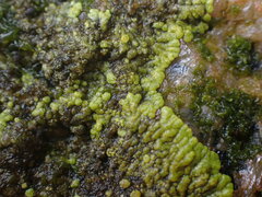 Polycauliona verruculifera