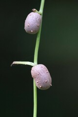 Dioscorea polystachya