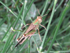 Aiolopus strepens