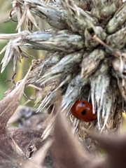 Ceratomegilla undecimnotata