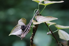 Dioscorea polystachya