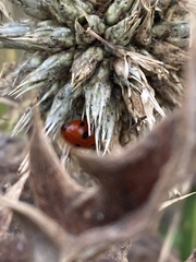 Ceratomegilla undecimnotata