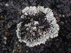 Physcia caesia