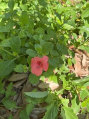 Barleria