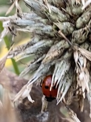 Ceratomegilla undecimnotata