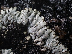 Physcia caesia