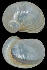 Coriocella nigra