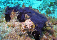 Coriocella nigra